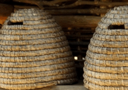 Wie Eulenspiegel in einem Bienenkorb schlief
